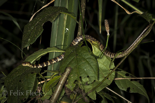 Photo of a Ecuador Snail-eater (Dipsas oreas)