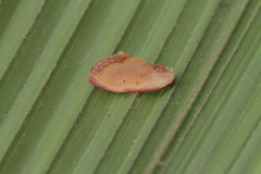 Maschane