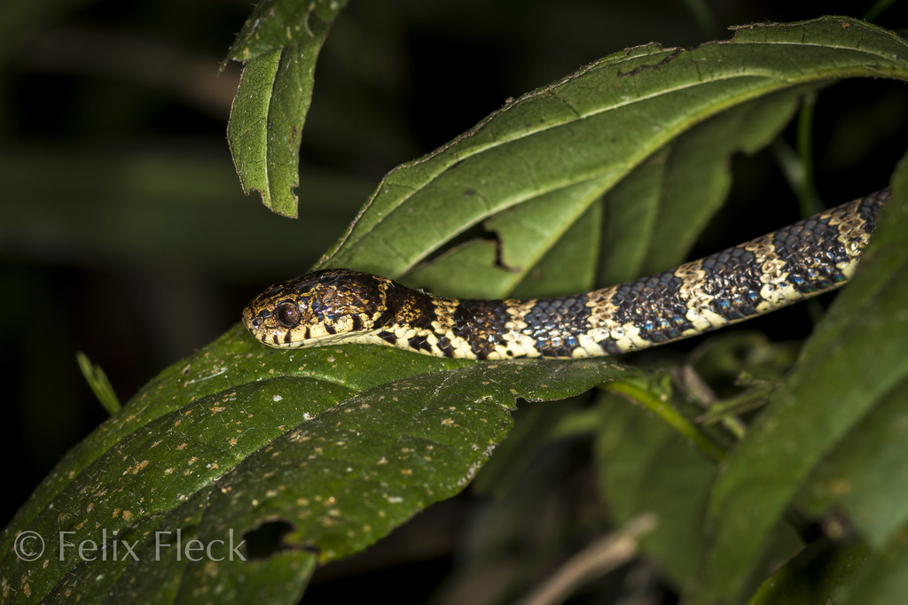 Ecuador Snail-Eater