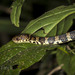 Ecuador Snail-Eater - Photo (c) Felix Fleck, some rights reserved (CC BY-NC)