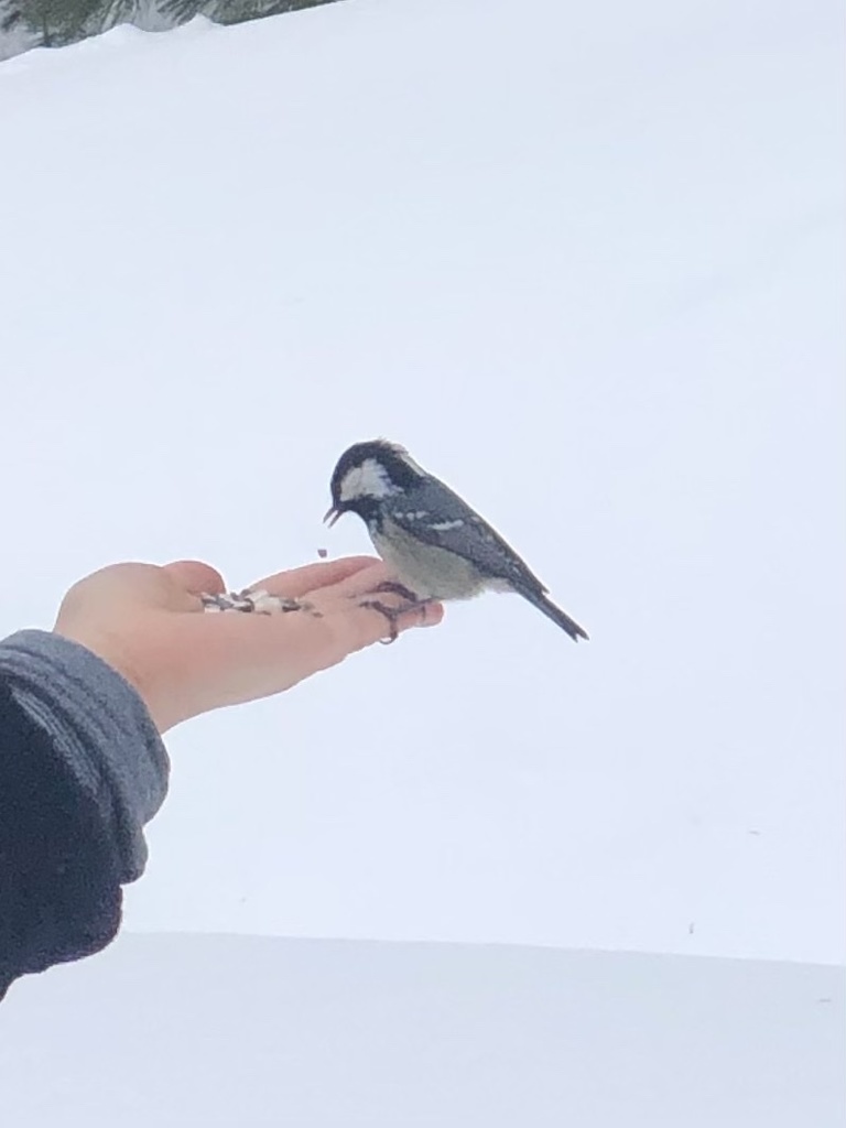 Mésange noire