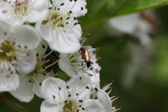 Micropterix mansuetella