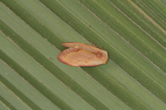 Maschane