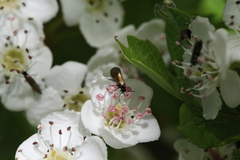 Micropterix mansuetella