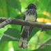 Spotted Fantail - Photo (c) Tan Kok Hui, some rights reserved (CC BY-NC), uploaded by Tan Kok Hui