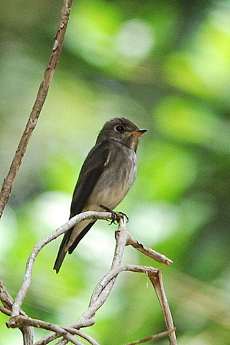 Dark-sided Flycatcher