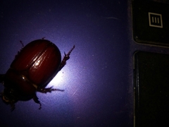 Oxygrylius ruginasus