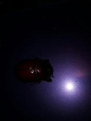 Oxygrylius ruginasus