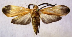 Correbidia elegans