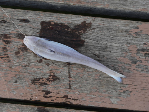candiru