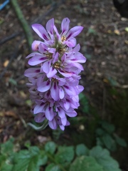 Francoa appendiculata