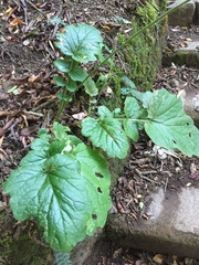 Francoa appendiculata