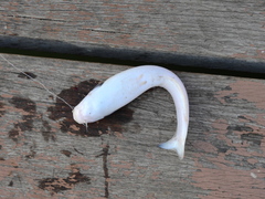 Cetopsis candiru