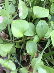 Claytonia perfoliata