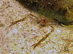 Cuapetes ischiospinosus