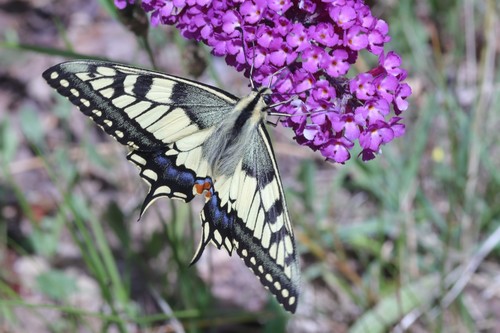 Papilio machaon