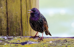 Sturnus vulgaris