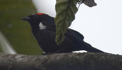Heterospingus xanthopygius