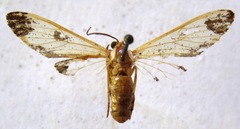 Dycladia vitrina