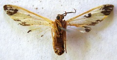Dycladia vitrina