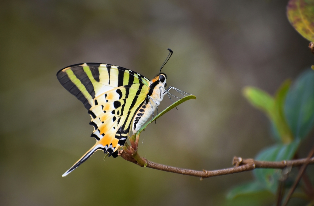 Five-bar Swordtail
