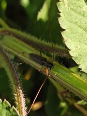 Disteniidae