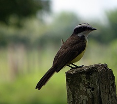 Phelpsia inornata