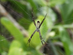 Argiope radon