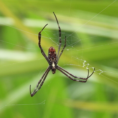 Argiope radon