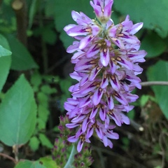 Francoa appendiculata