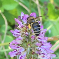 Francoa appendiculata