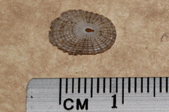 Diodora