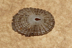 Diodora