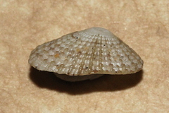 Diodora