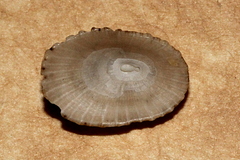 Diodora