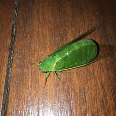 Glaucopsaltria viridis