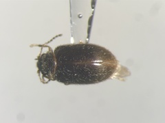 Contacyphon obscurus