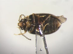 Contacyphon obscurus