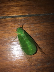 Glaucopsaltria viridis