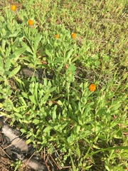 Calenduleae