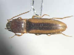 Dalopius pallidus
