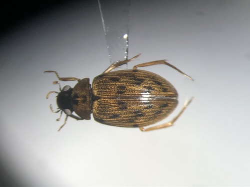 Hatch's Water Scavenger Beetle