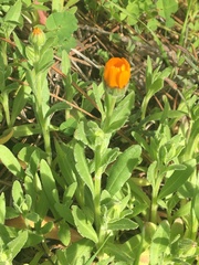 Calenduleae