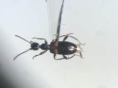 Malporus formicarius