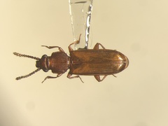 Pediacus subglaber