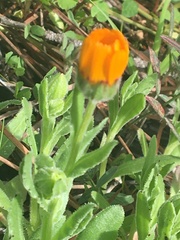 Calenduleae