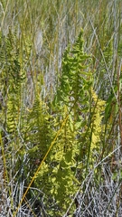 Thelypteris confluens