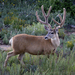 Rocky Mountain Mule Deer - Photo (c) woodleywonderworks, some rights reserved (CC BY)