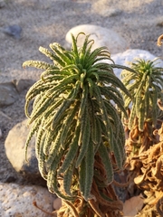Turricula