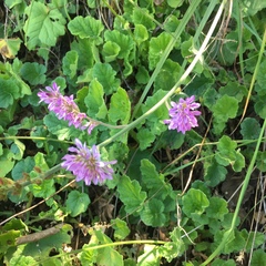 Francoa appendiculata